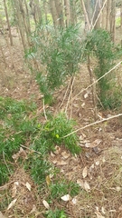 Asparagus falcatus