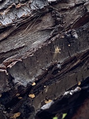 Aedes vexans
