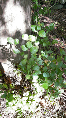 Viburnum dilatatum