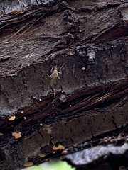Aedes vexans