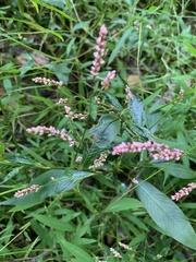 Persicaria longiseta