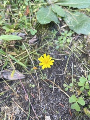 Crepis capillaris