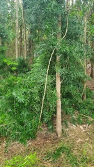 Asparagus falcatus