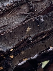 Aedes vexans