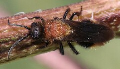 Pseudomethoca propinqua