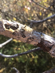 Cronartium ribicola