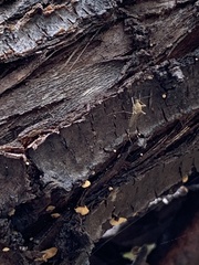 Aedes vexans