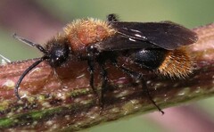 Pseudomethoca propinqua