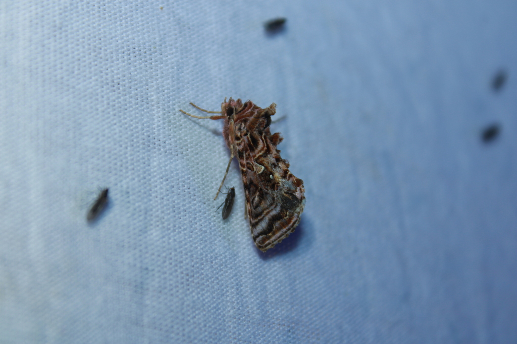 Wavy Chestnut Υ Moth