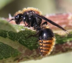 Pseudomethoca propinqua