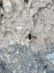 Bombyliinae
