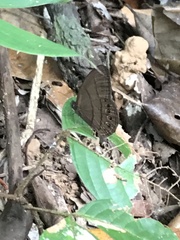 Splendeuptychia mima