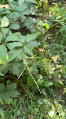Sanicula canadensis