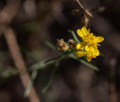 Gutierrezia californica