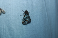 Harrisimemna trisignata