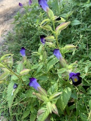 Torenia