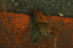 Eupsilia devia