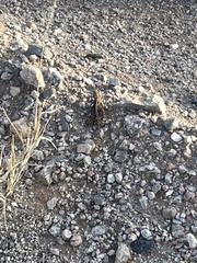 Agama aculeata aculeata