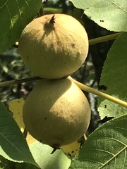 Juglans mollis