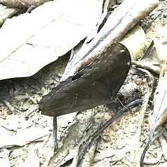 Morpho menelaus menelaus