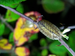 Porcellio monticola