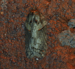 Acleris celiana