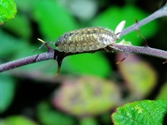 Porcellio monticola
