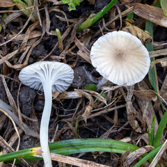 Hemimycena
