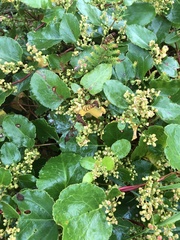 Muehlenbeckia adpressa