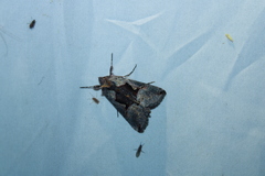 Autographa ampla