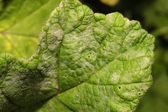 Erysiphe heraclei