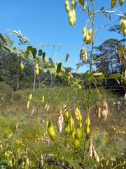 Sesbania vesicaria