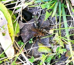 Euhadenoecus puteanus