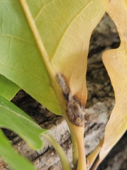 Andricus quercuspetiolicola