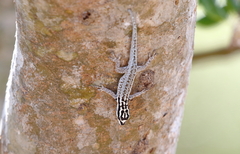 Lygodactylus mombasicus