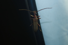 Centrodera decolorata