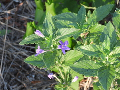 Ruellia drummondiana
