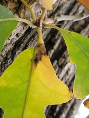 Andricus quercuspetiolicola