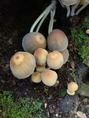 Coprinellus micaceus