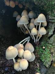 Coprinellus micaceus