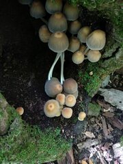 Coprinellus micaceus