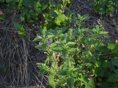 Ruellia drummondiana
