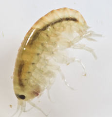 Hyalella