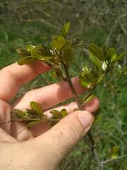 Paliurus spina-christi