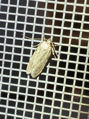 Agonopterix curvilineella