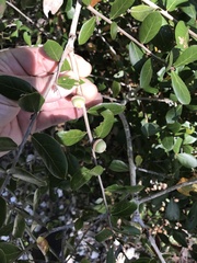 Quercus myrtifolia