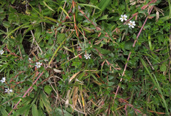 Lythrum gracile