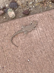 Uta stansburiana uniformis