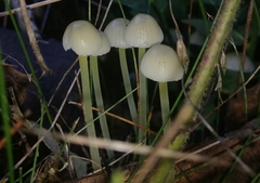 Mycena epipterygia