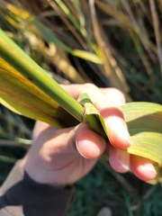 Phragmites australis americanus